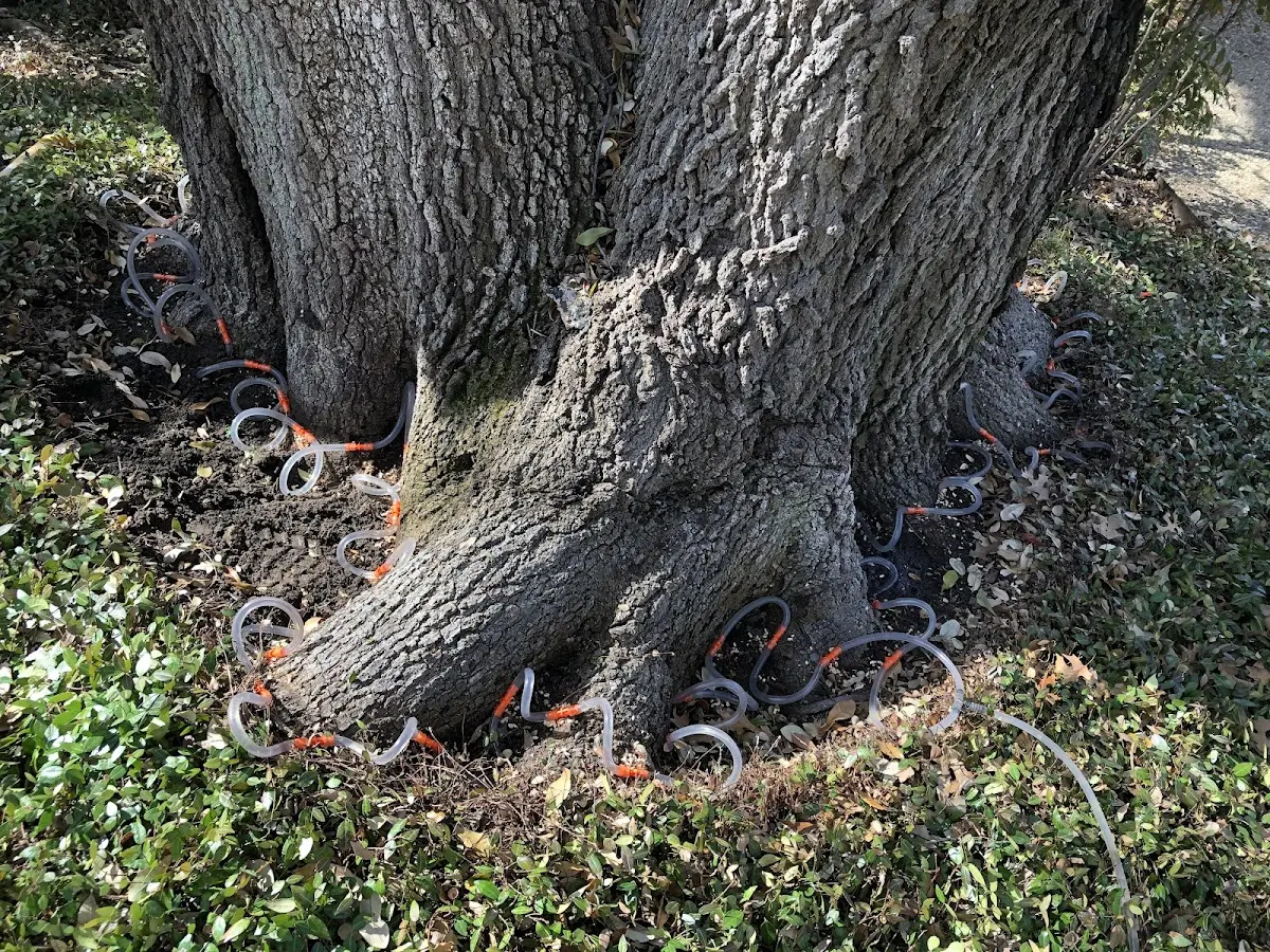 Detailed Tree Cabling and Bracing job site in Chesaning