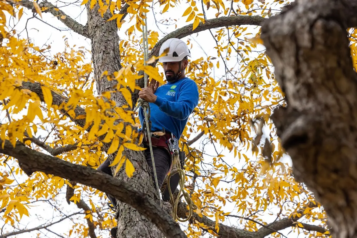 Skilled Tree Planing crew working in Chesaning